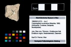 Foto (Objekt + Etikett) von Cracensigillatus acutirostrus (Moericke, 1889)  (NHMW-GEO-1990-0041-4722)